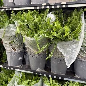 Lush Green Fern Plants (not potted); All sizes